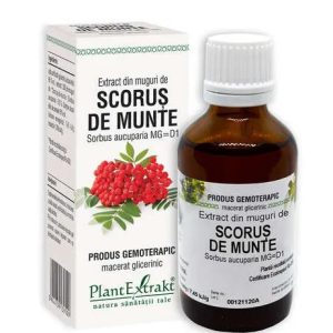 Extract din muguri de scorus de munte, 50ml, PlantExtrakt