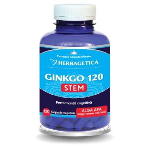 Ginkgo120 Stem
