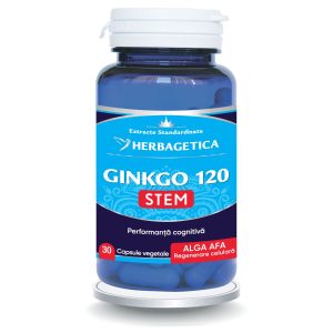 Ginkgo120 Stem